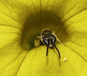 Bees